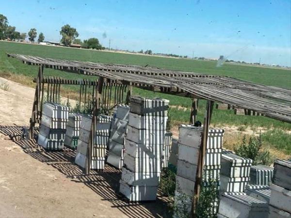 /Images/uploads/San Diego County Farm Bureau/onthefarm/entries/14318thumb.jpg